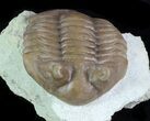 Asaphus Holmi Trilobite - Scare Asaphid #89055-2